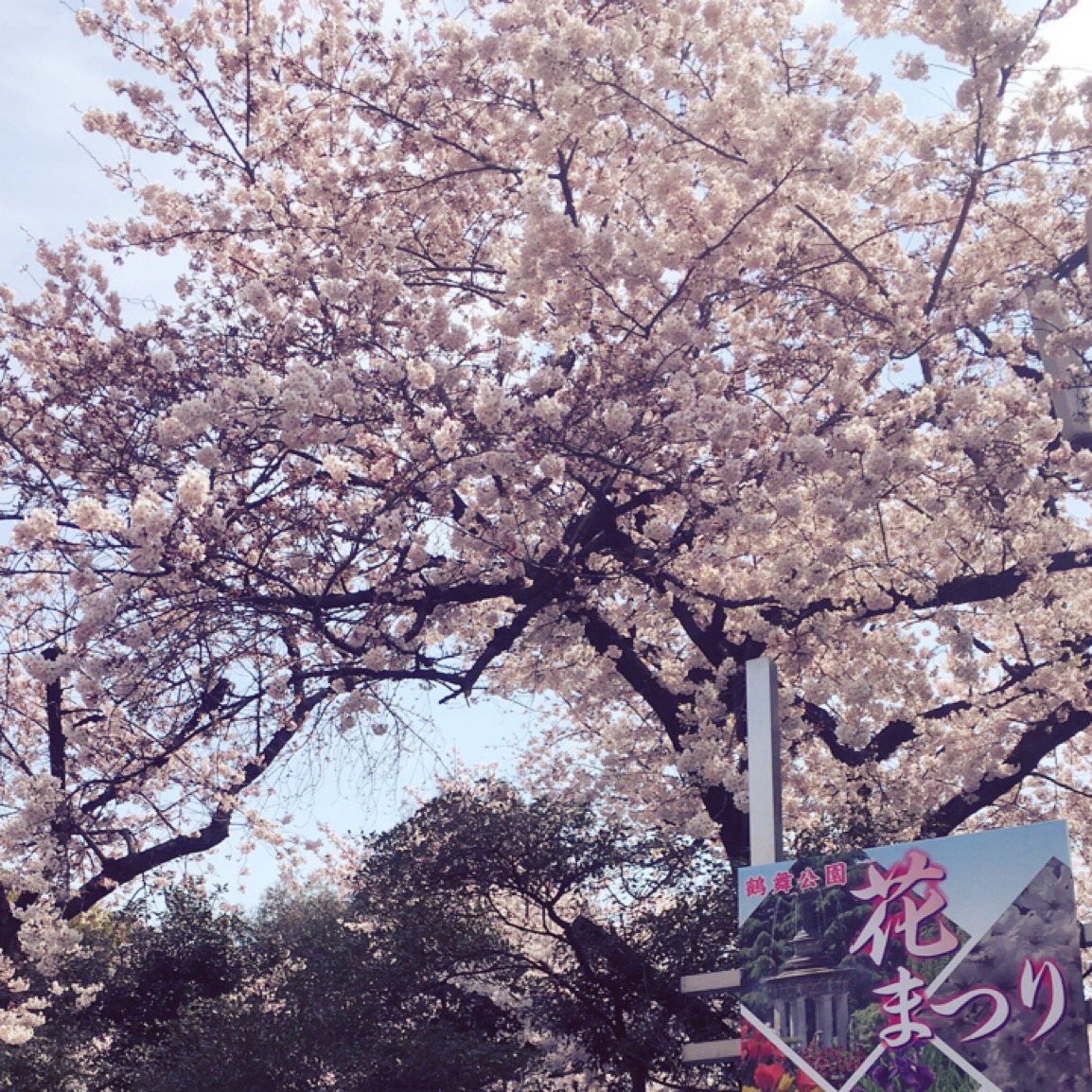 桜