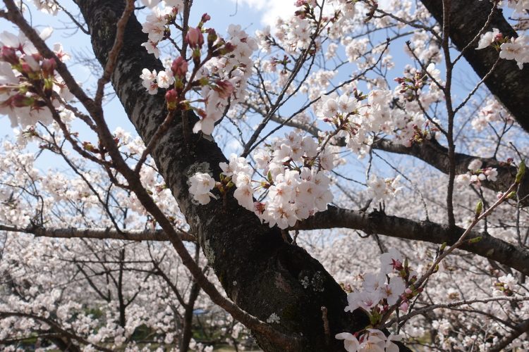 桜