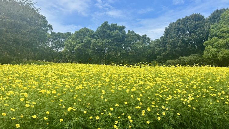 私のお気に入りの寄せ集め